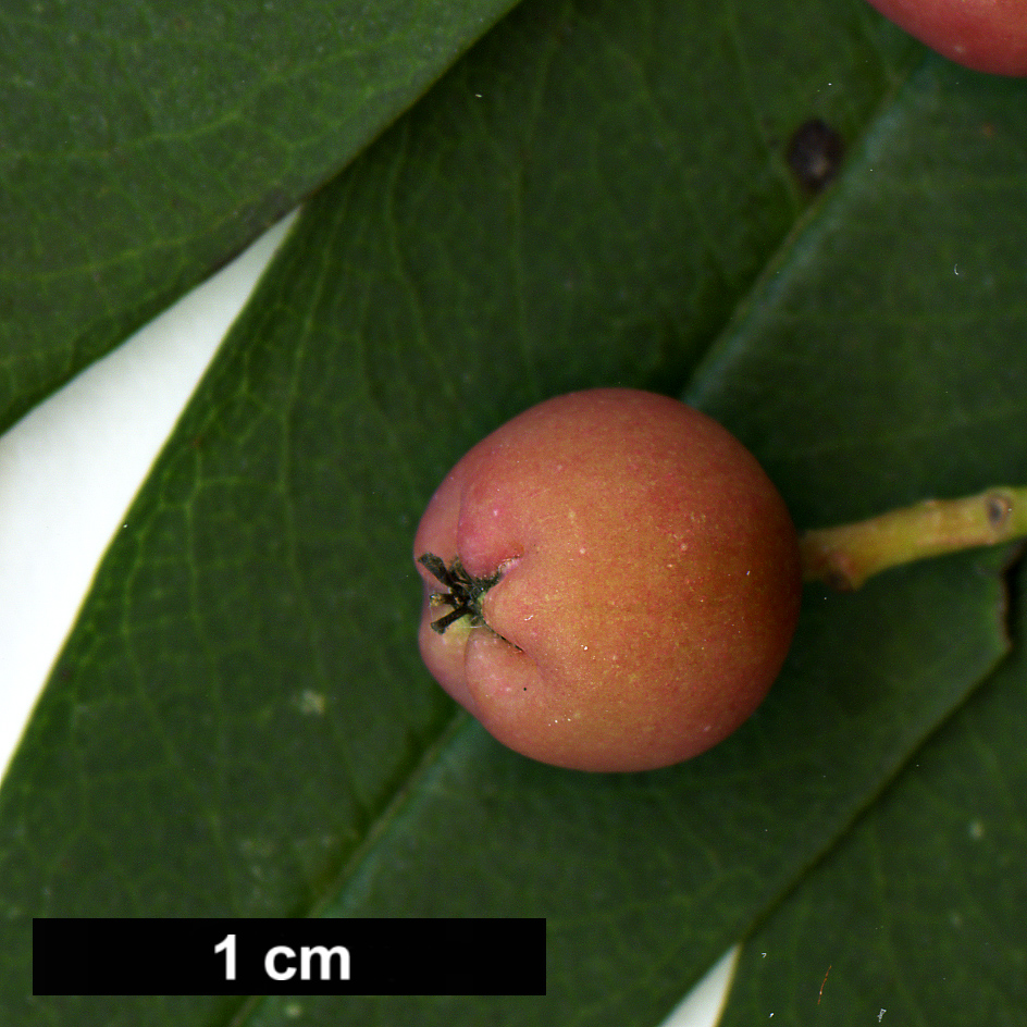 High resolution image: Family: Rosaceae - Genus: Sorbus - Taxon: bulleyana